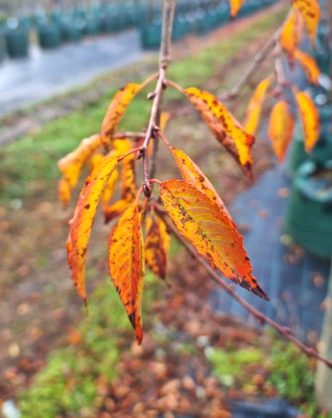 Winter Hill Tree Farm Cherry Pink Cascade — Prunus Yedoensis Pink Cascade 