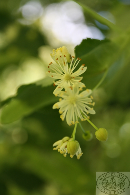 lindenflower图片