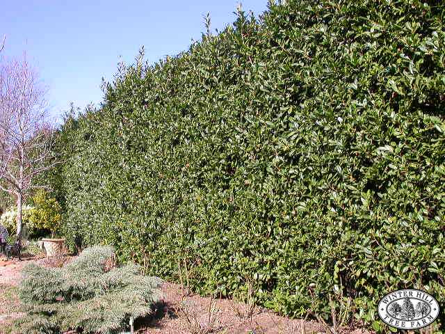 Winter Hill Tree Farm: Laurel - cherry — Prunus laurocerasus